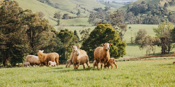 Image to Biomass Prediction